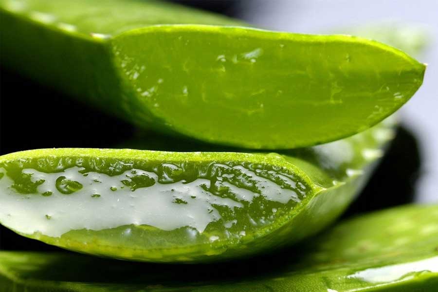 Alovera Natural Beauty care tips 1 অ্যালোভেরা প্রাকৃতিক রূপচর্চা Alovera Natural Beauty care tips